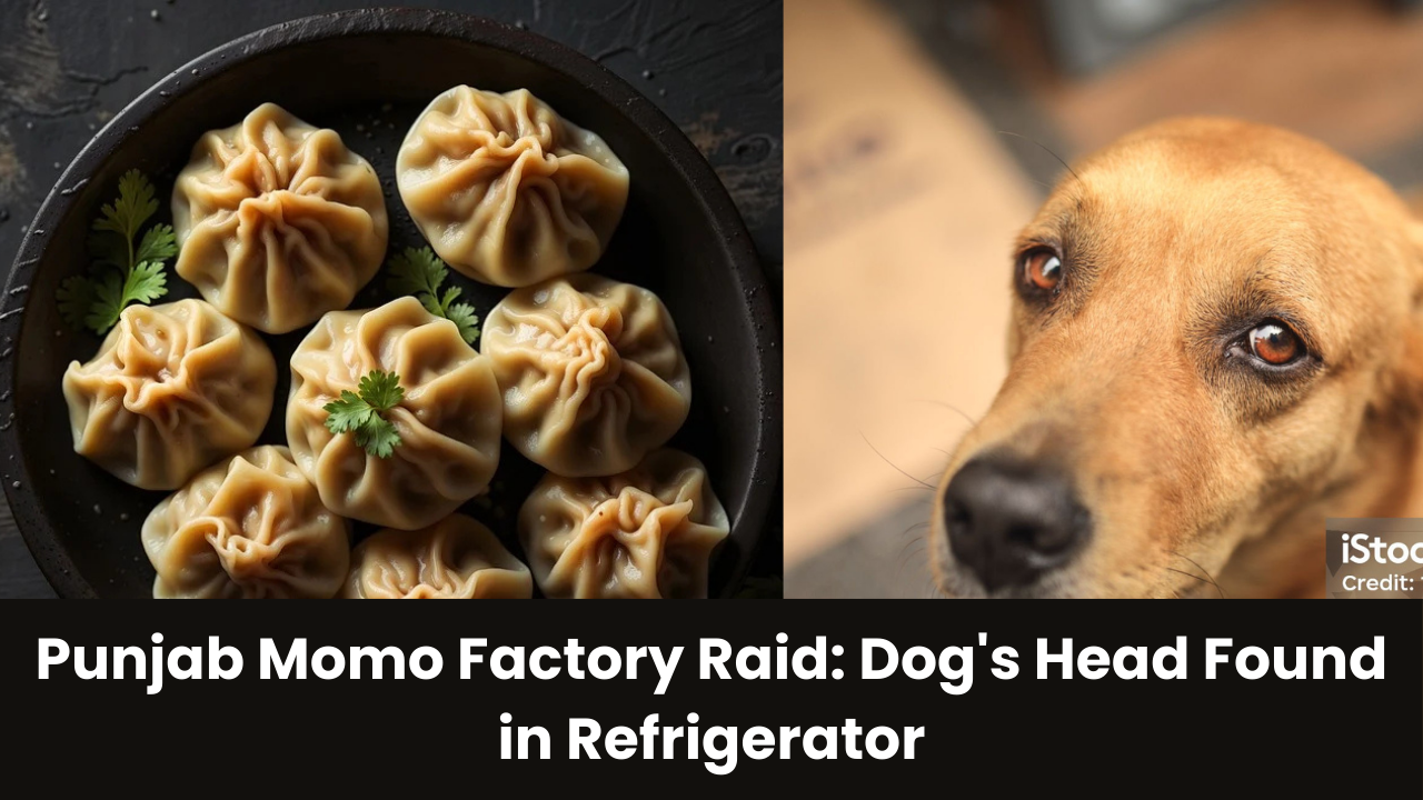Punjab Momo Factory Raid: Dog&#039;s Head Found in Refrigerator